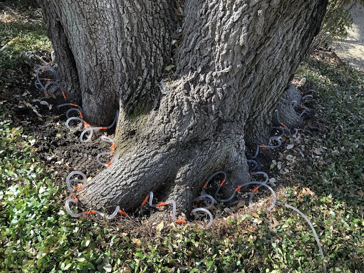 Detailed Tree Cabling and Bracing job site in Kunkletown