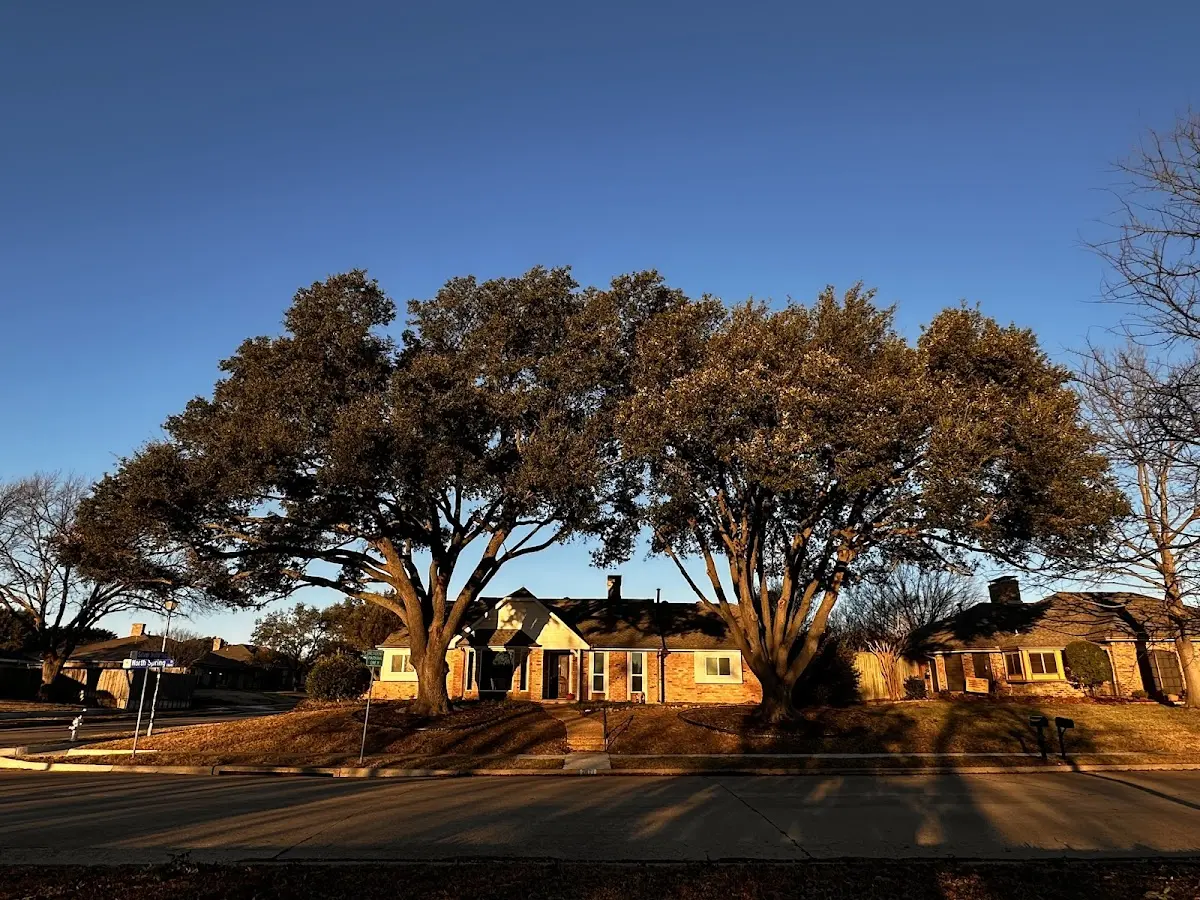 Established residential canopy tree shading a home in Kunkletown